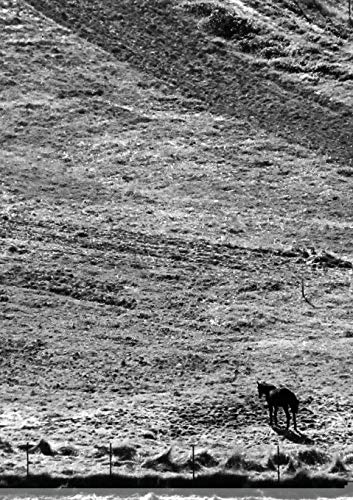 Stock image for The Stone Soup Notebook One Horse Lara Katz lined for sale by PBShop.store US