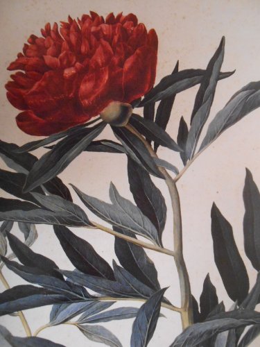 Beispielbild fr Flowering of Florence: Botanical Art for the Medici zum Verkauf von ThriftBooks-Dallas