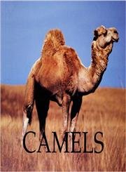 Stock image for Camels for sale by ThriftBooks-Atlanta