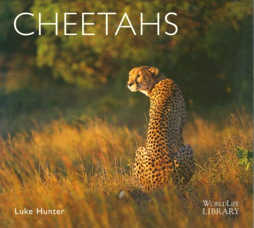 Stock image for Cheetahs for sale by ThriftBooks-Dallas