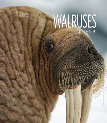 9780898128444: Walruses (Living Wild)