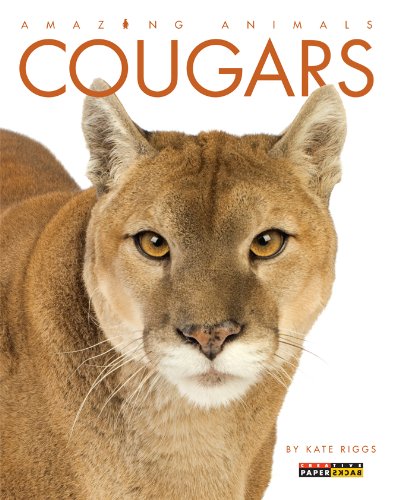 Stock image for Amazing Animals: Cougars for sale by SecondSale