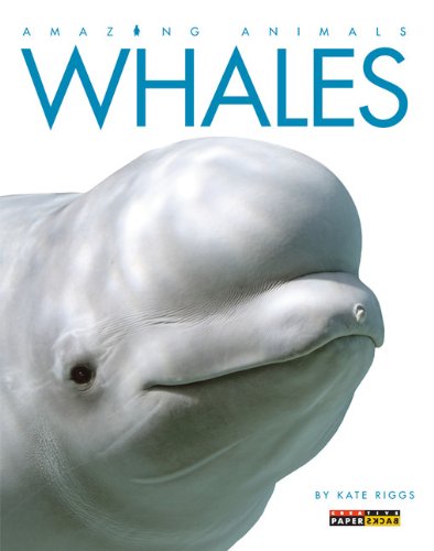 Imagen de archivo de Amazing Animals: Whales a la venta por Half Price Books Inc.