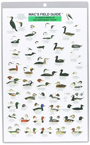 

Mac's Field Guides: Northeast Coastal Water Birds (Mac's Guides (Paperback))