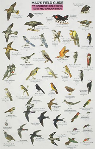 Beispielbild fr Mac's Field Guide Northern California Park & Garden Birds zum Verkauf von GF Books, Inc.