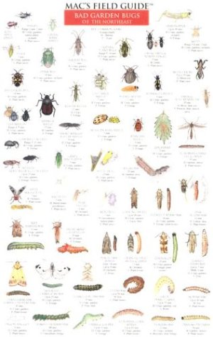 Stock image for Mac's Field Guides: Northeast Garden Bugs for sale by Ergodebooks