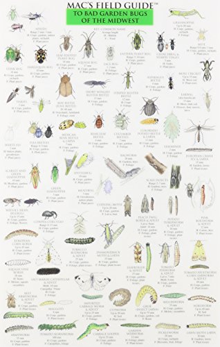 Stock image for Mac's Field Guides: Midwest Garden Bugs for sale by Ergodebooks