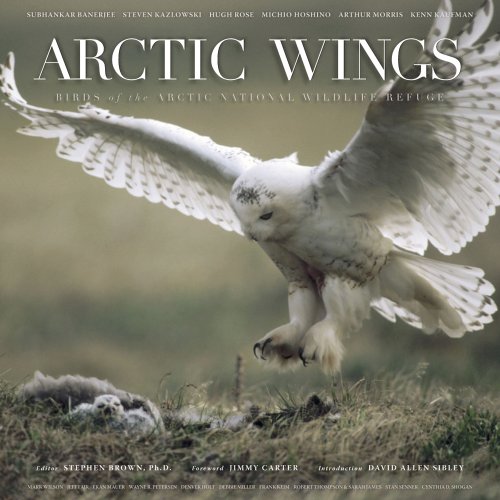 Stock image for Arctic Wings: Birds of the Arctic National Wildlife Refuge for sale by HPB-Emerald