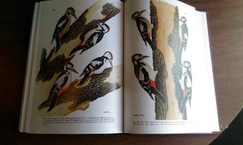 Beispielbild fr Woodpeckers of the World zum Verkauf von COLLINS BOOKS