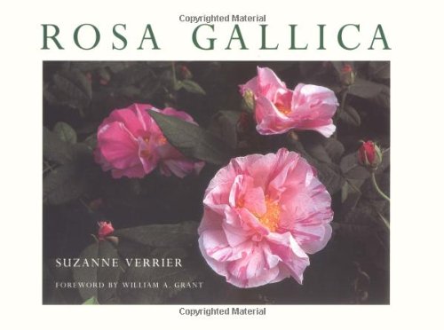 Stock image for Rosa Gallica for sale by Better World Books