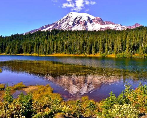 Stock image for Forests of Mount Rainier National Park: A Natural History for sale by HPB-Emerald