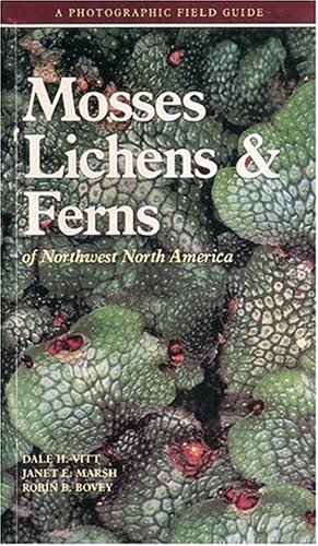Stock image for Mosses Lichens & Ferns of Northwest North America for sale by The Maryland Book Bank
