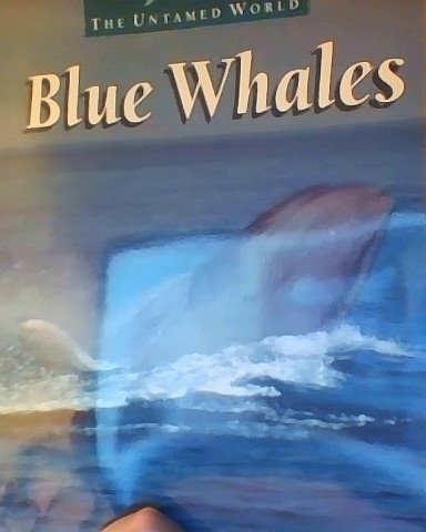 Imagen de archivo de Blue Whales (Amazing Animals Series) a la venta por Hawking Books