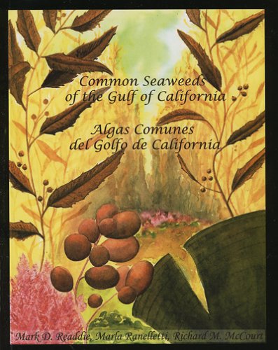 Imagen de archivo de Common Seaweeds of the Gulf of California: Algas Comunes Del Golfo De California a la venta por Revaluation Books