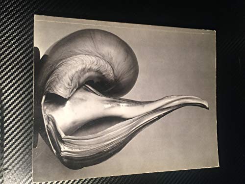 Imagen de archivo de EW 100: Centennial Essays in Honor of Edward Weston a la venta por ANARTIST