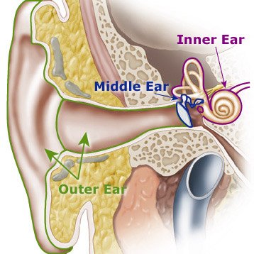 Beispielbild fr Introduction to the Auditory System zum Verkauf von HPB-Red