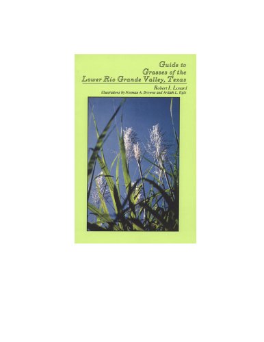 Stock image for Guide to the Grasses of the Lower Rio Grande Valley, Texas for sale by dsmbooks