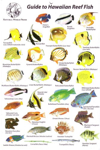 Stock image for Guide to Hawaiian Reef Fish for sale by Half Price Books Inc.