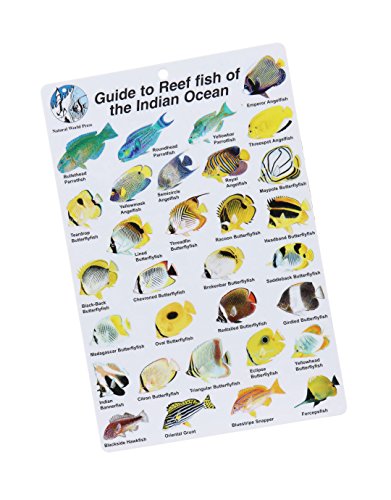 Stock image for Guide to Reef Fish of the Indian Ocean for sale by Once Upon A Time Books