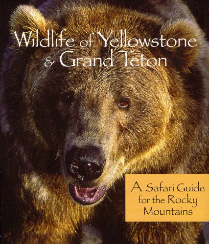 Beispielbild fr Wildlife of Yellowstone & Grand Teton: A Safari Guide for the Rocky Mountains zum Verkauf von More Than Words