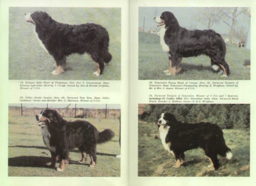 9780951220603: Bernese Mountain Dog