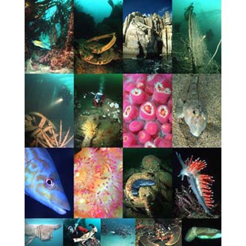 Beispielbild fr 100 Best Dives in Cornwall zum Verkauf von WorldofBooks