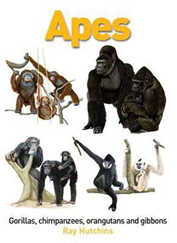 Stock image for Apes: Gorillas, Chimpanzees, Orangutans and Gibbons for sale by Reuseabook