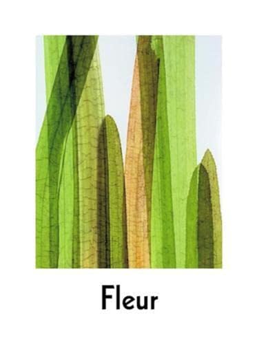 Stock image for Fleur: Plant Portraits for sale by WorldofBooks