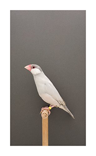 9780957434103: An Incomplete Dictionary of Show Birds
