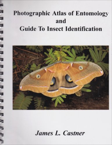 Stock image for Photographic Atlas of Entomology & Guide to Insect Identification for sale by books4u31