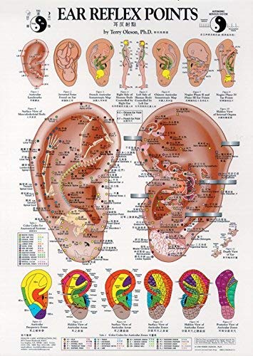 Imagen de archivo de Ear Reflex Points Chart a la venta por Save With Sam