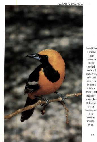 Stock image for Tucson Audubon Society's Finding Birds in Southeast Arizona for sale by SecondSale