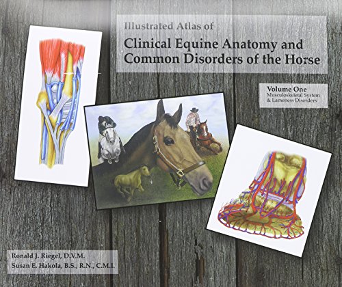 Stock image for Illustrated Atlas of Clinical Equine Anatomy and Common Disorders of the Horse (Vol 1) for sale by HPB-Red