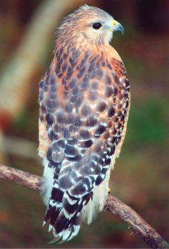 Beispielbild fr Common Birds of Coastal Georgia: Identification and Photographs of 103 Species of Birds Frequently Found in Backyards, Marshes or Beaches zum Verkauf von Better World Books