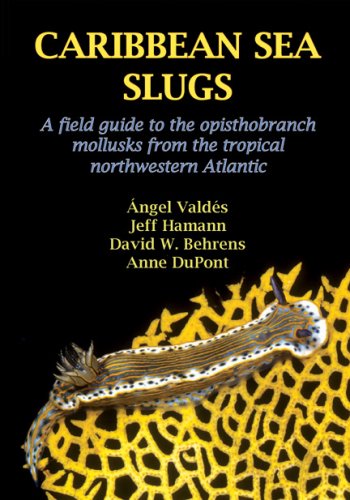 9780970057426: Caribbean Sea Slugs