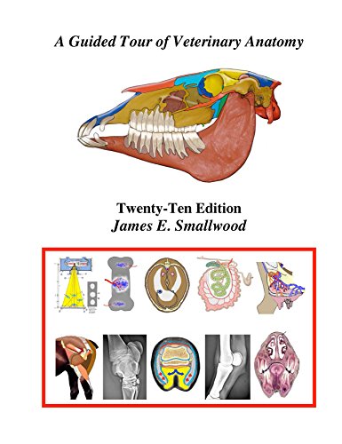 9780970216519: A Guided Tour of Veterinary Anatomy