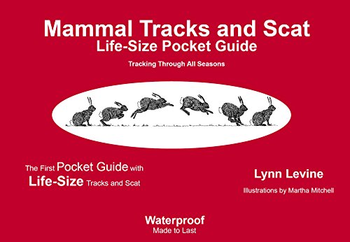Stock image for Mammal Tracks and Scat: Life-Size Pocket Guide for sale by The Unskoolbookshop