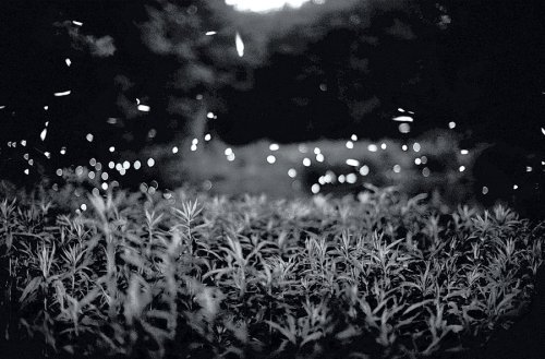 Gregory Crewdson: Fireflies (9780970909053) by Crewdson, Gregory
