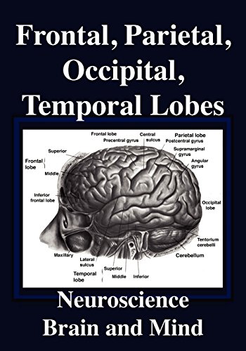 Frontal Lobes, Parietal Lobes, Occipital Lobes, Temporal Lobes. Neuroscience. Brain and Mind (9780971644502) by R. Joseph