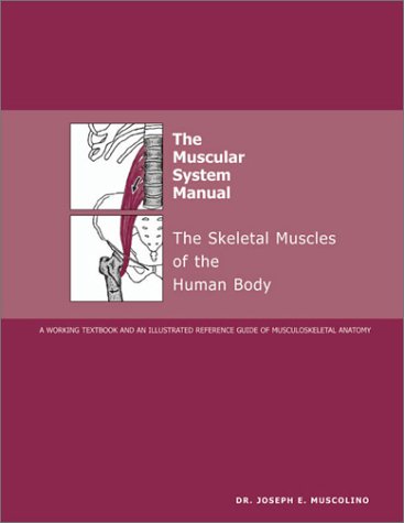 Stock image for The Muscular System Manual: The Skeletal Muscles of the Human Body for sale by dsmbooks