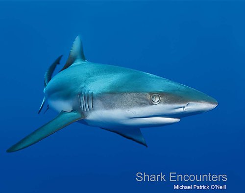 Imagen de archivo de Shark Encounters a la venta por SecondSale