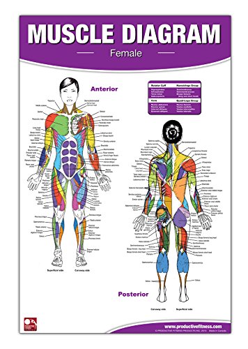 Beispielbild fr Female Muscle Diagram zum Verkauf von Books Unplugged