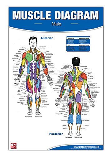 9780973941111: Male Muscle Diagram