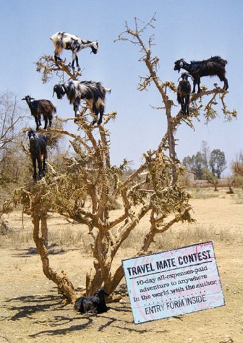 Beispielbild fr Goat Trees: Tales from the Other Side of the World zum Verkauf von ThriftBooks-Atlanta