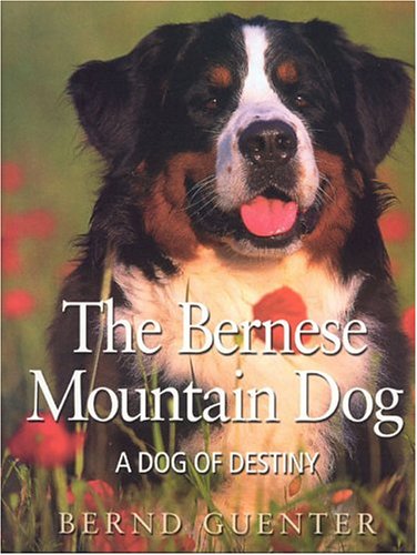 The Bernese Mountain Dog: A Dog of Destiny - Guenter, Bernd