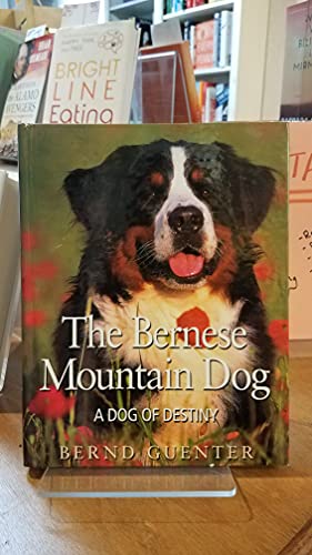 Stock image for The Bernese Mountain Dog: A Dog of Destiny for sale by ThriftBooks-Dallas