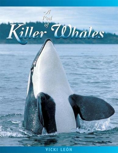 Stock image for A Pod of Killer Whales: The Mysterious Life of the Intelligent Orca (Jean-Michel Cousteau Presents) for sale by Half Price Books Inc.