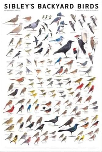 Stock image for Sibley's Backyard Birds: Eastern North America for sale by Save With Sam