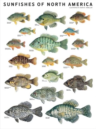 Stock image for Sunfishes of North America for sale by Lakeside Books