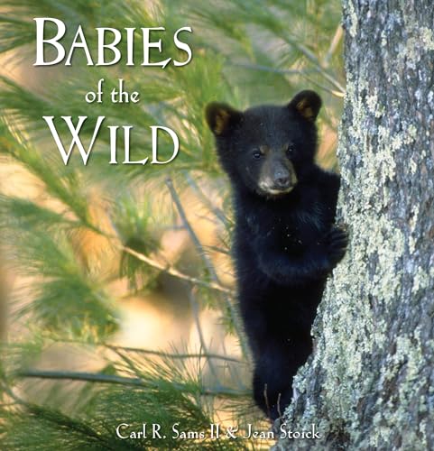 Beispielbild fr Babies of the Wild zum Verkauf von Dream Books Co.